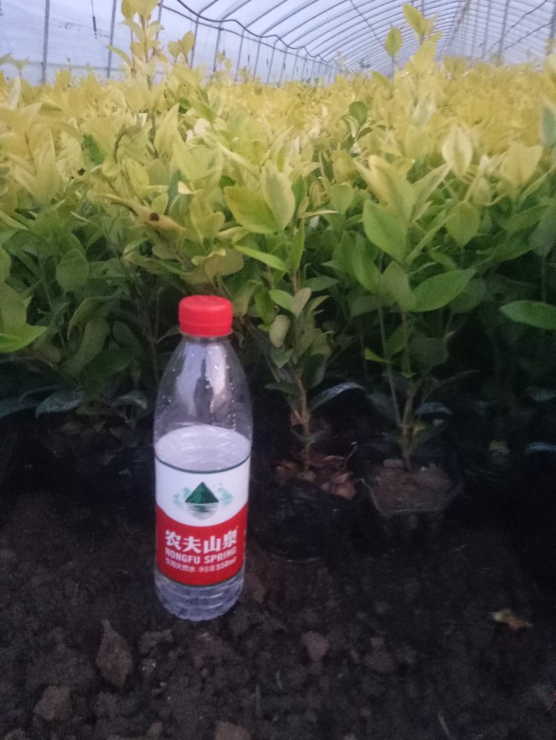 金森女贞