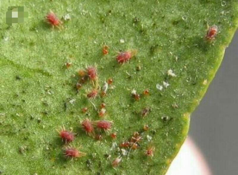 阿维菌素2%河北博嘉1000毫升防治红蜘蛛螨虫根线虫病斑