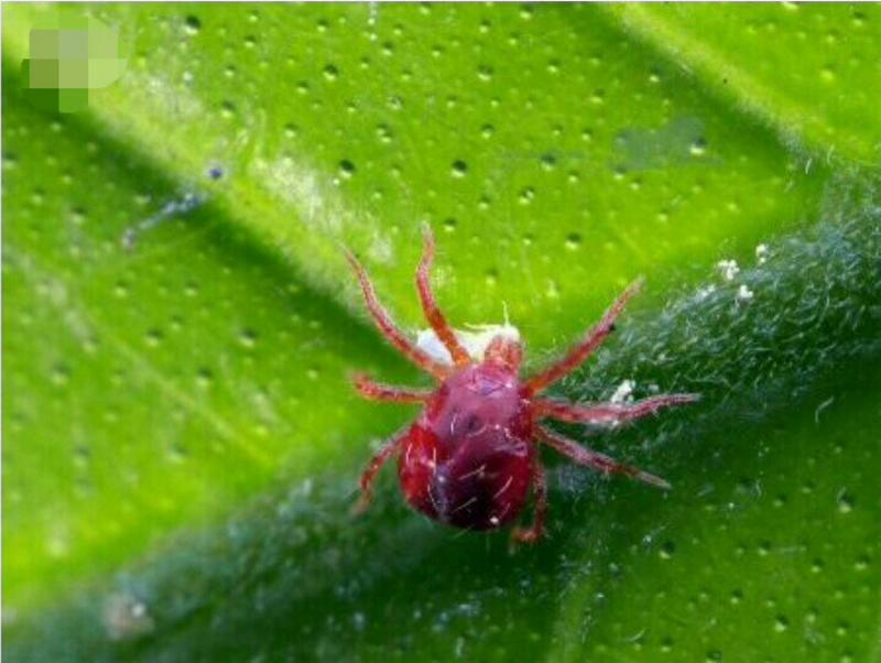 阿维菌素2%河北博嘉1000毫升防治红蜘蛛螨虫根线虫病斑