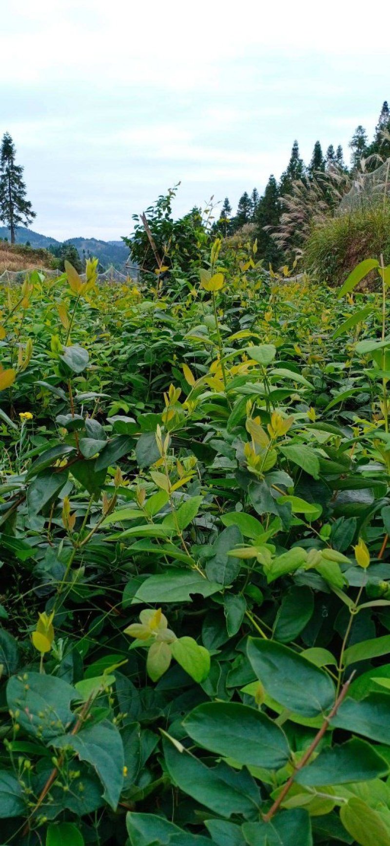 湘蕾5号花王，抗病能力强，产量高，提供成植技术包回收