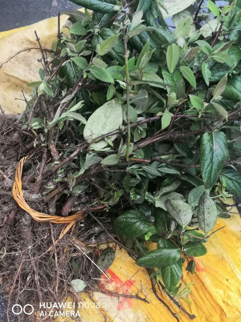 湘蕾5号花王，抗病能力强，产量高，提供成植技术包回收
