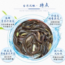 台湾泥鳅鱼苗高密度品种专业养殖