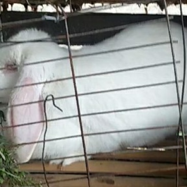 种兔，肉兔，獭兔，新鲜兔肉全国各地均可发货