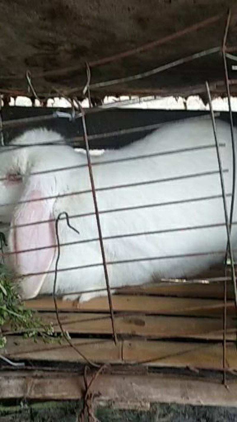 种兔，肉兔，獭兔，新鲜兔肉全国各地均可发货