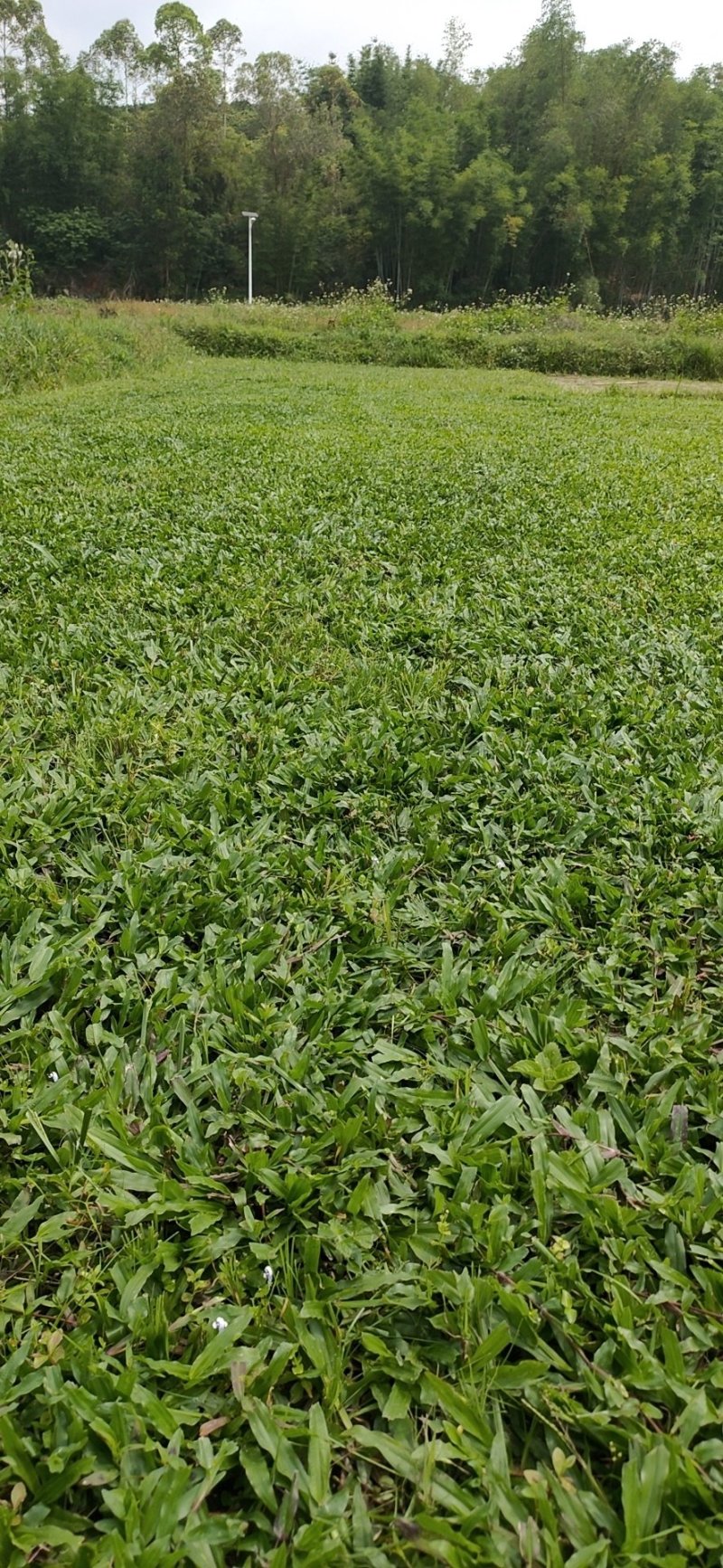 大叶油草，台湾草，兰引三号，一手货源
