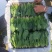 辽宁菠菜精品大叶菠菜基地直供25-30cm价格便宜