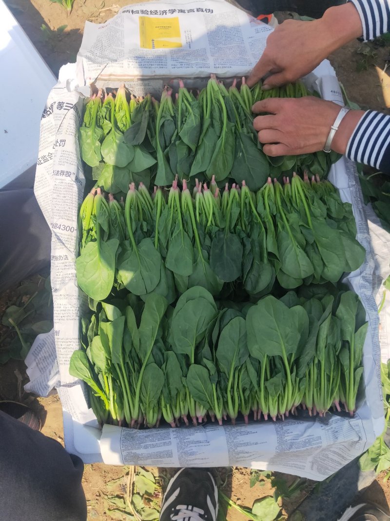 辽宁菠菜精品大叶菠菜基地直供25-30cm价格便宜