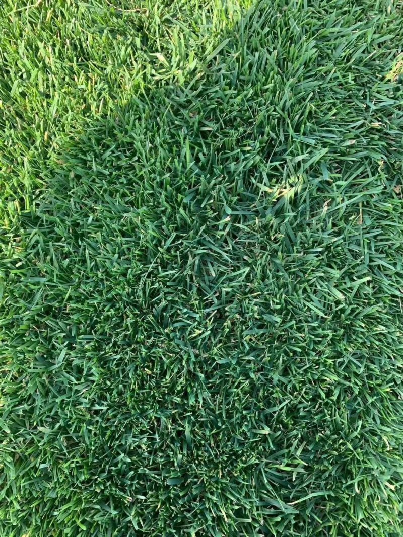 草坪草籽四季青草坪庭院绿化植物真草坪带泥草皮供应草坪基地