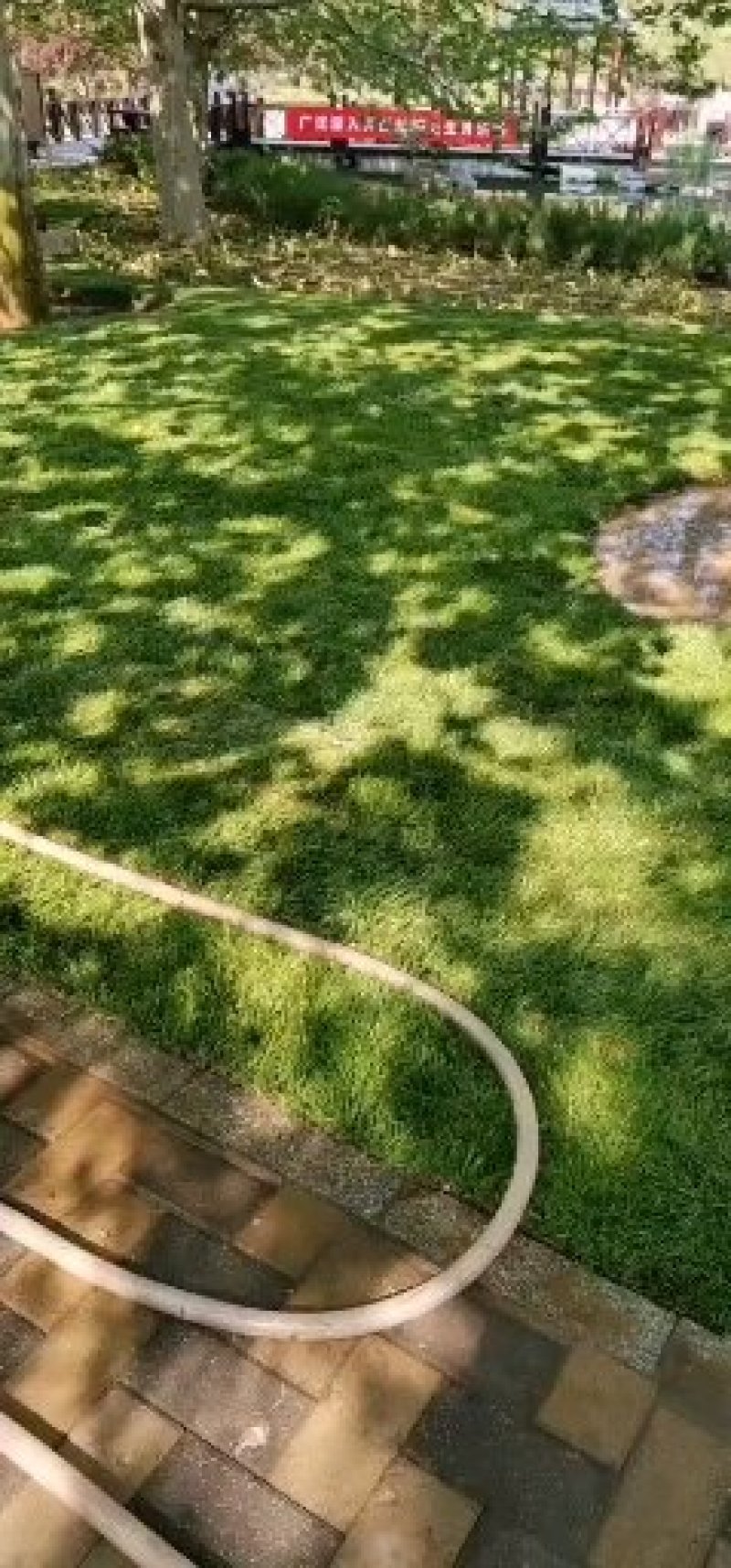 草坪草籽四季青草坪庭院绿化植物真草坪带泥草皮供应草坪基地