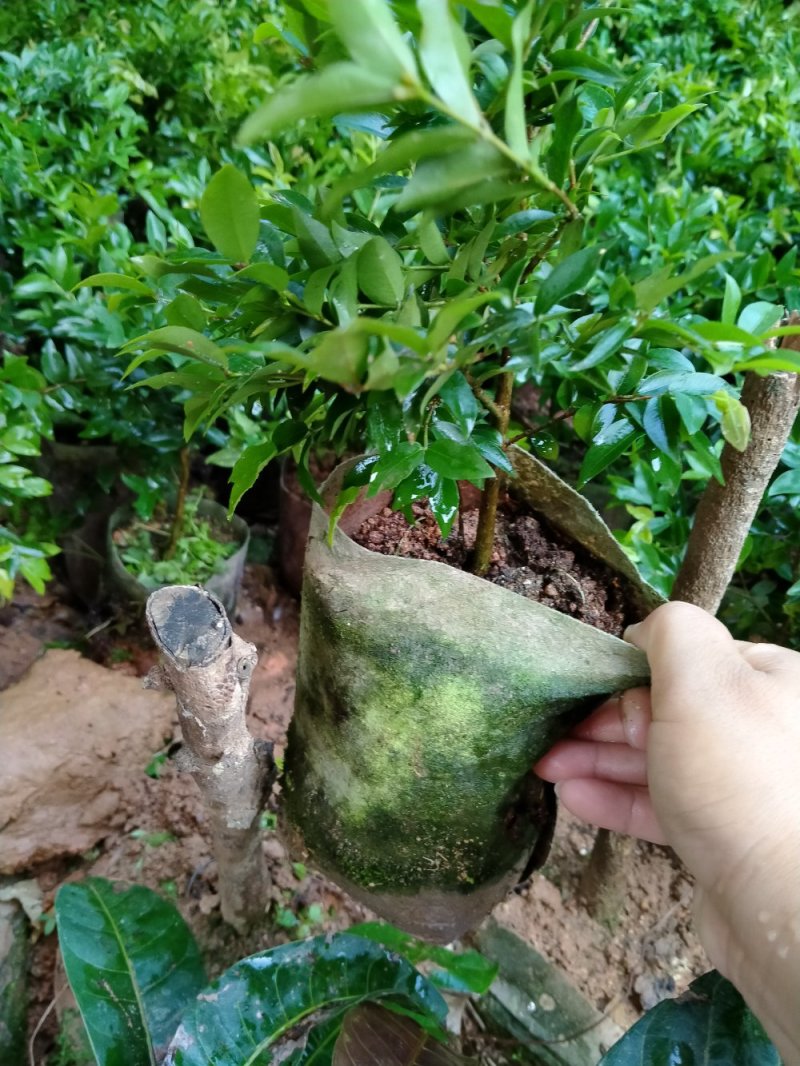 沙巴嘉宝果苗：富贵树！长大后大树非常有价值！果子营养丰富
