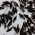 桂花鱖鱼苗淡水鱼苗批发