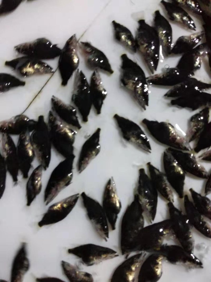 桂花鱖鱼苗淡水鱼苗批发