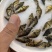 桂花鱖鱼苗淡水鱼苗批发