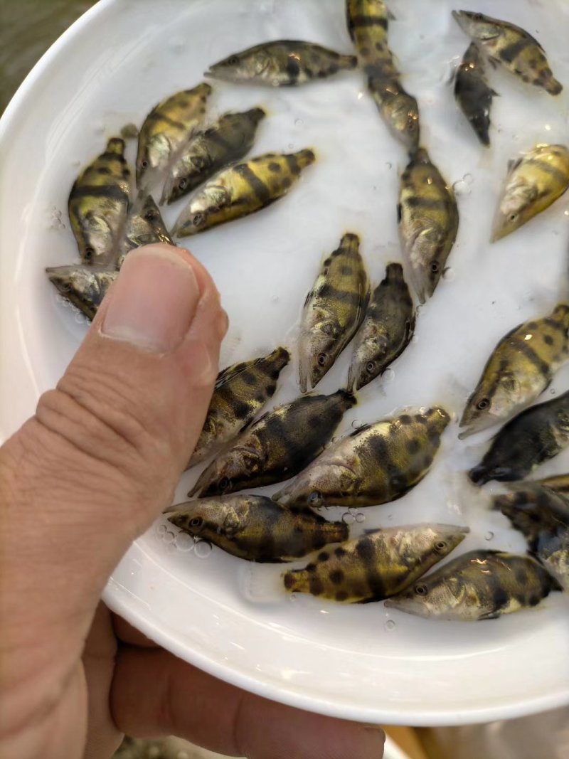 桂花鱖鱼苗淡水鱼苗批发