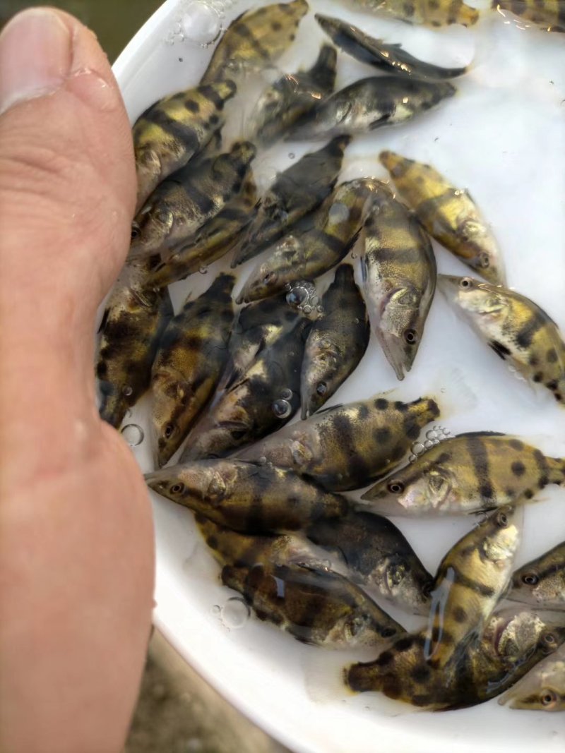 桂花鱖鱼苗淡水鱼苗批发