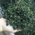 蒲公英茶长白山特产新货蒲公英婆婆丁茶叶产地直销