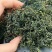 蒲公英茶长白山特产新货蒲公英婆婆丁茶叶产地直销
