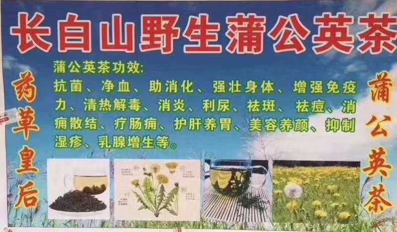 蒲公英茶长白山特产新货蒲公英婆婆丁茶叶产地直销