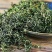 蒲公英茶长白山特产新货蒲公英婆婆丁茶叶产地直销