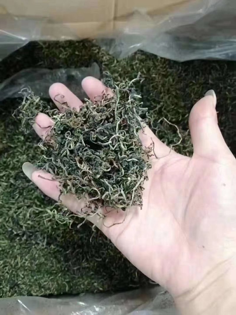 蒲公英茶长白山特产新货蒲公英婆婆丁茶叶产地直销
