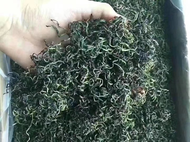 蒲公英茶长白山特产新货蒲公英婆婆丁茶叶产地直销