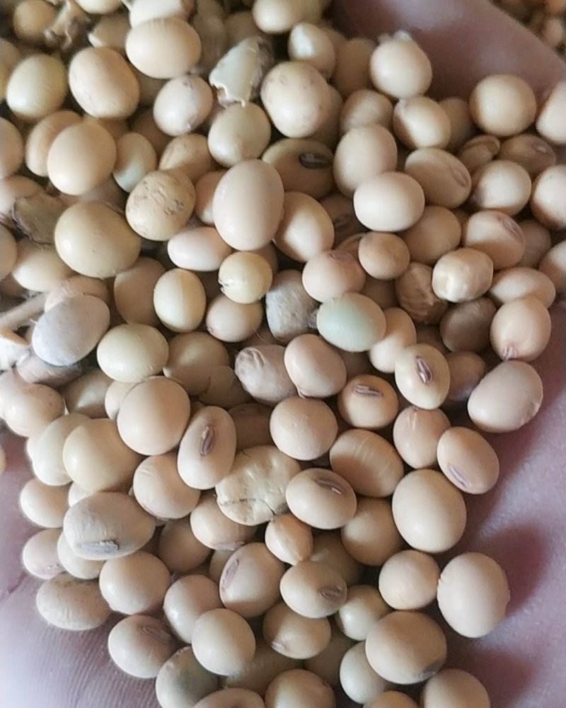 黄豆，陈黄豆粿粒好低价出售抓紧下单手慢无货