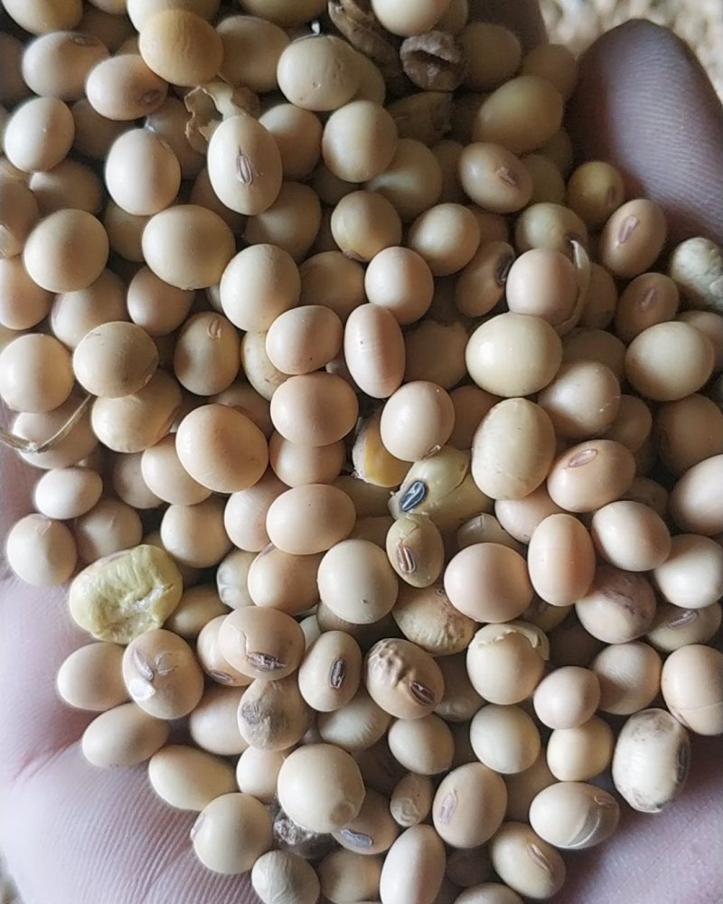 黄豆，陈黄豆粿粒好低价出售抓紧下单手慢无货
