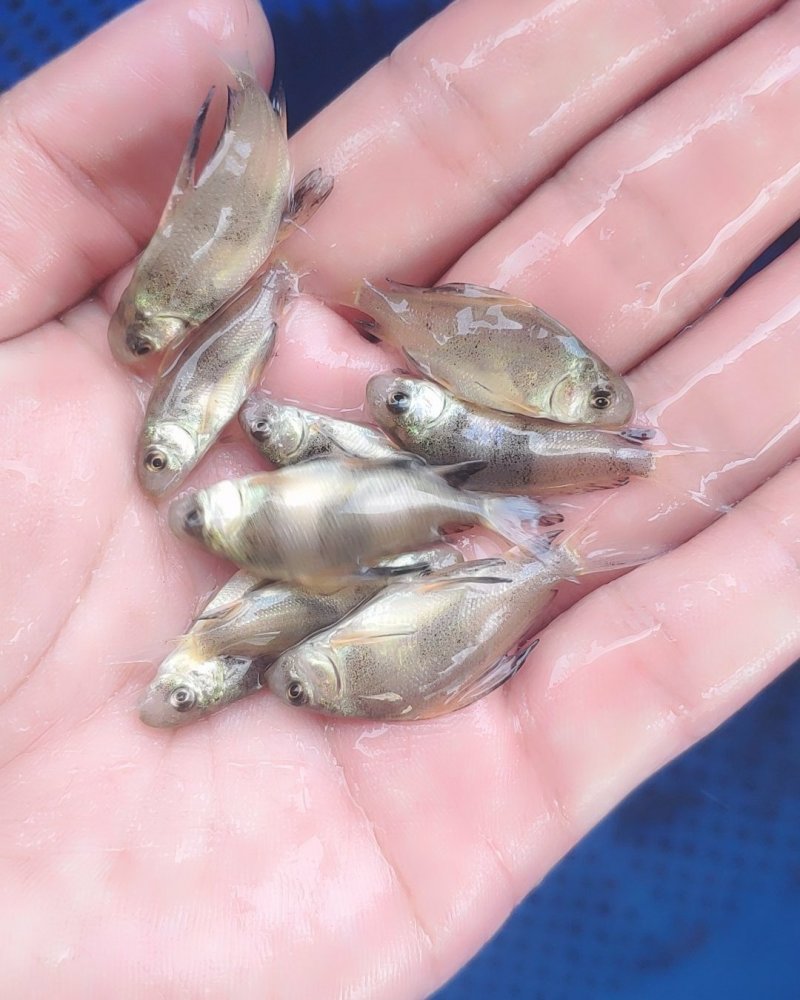 胭脂鱼苗，中华胭脂鱼苗，大口胭脂鱼苗一帆风顺，苗场供应