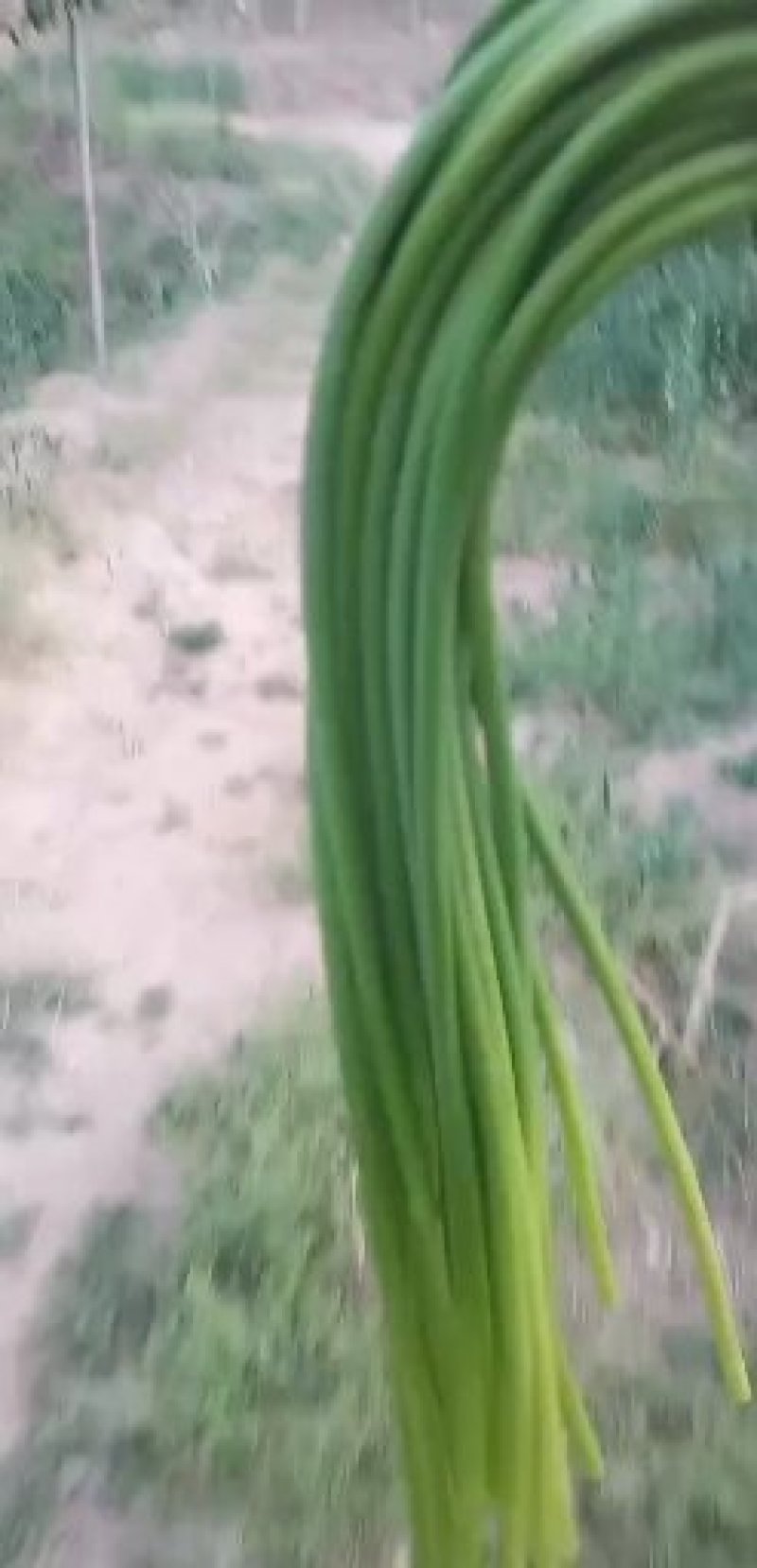 河北邯郸大名蒜薹