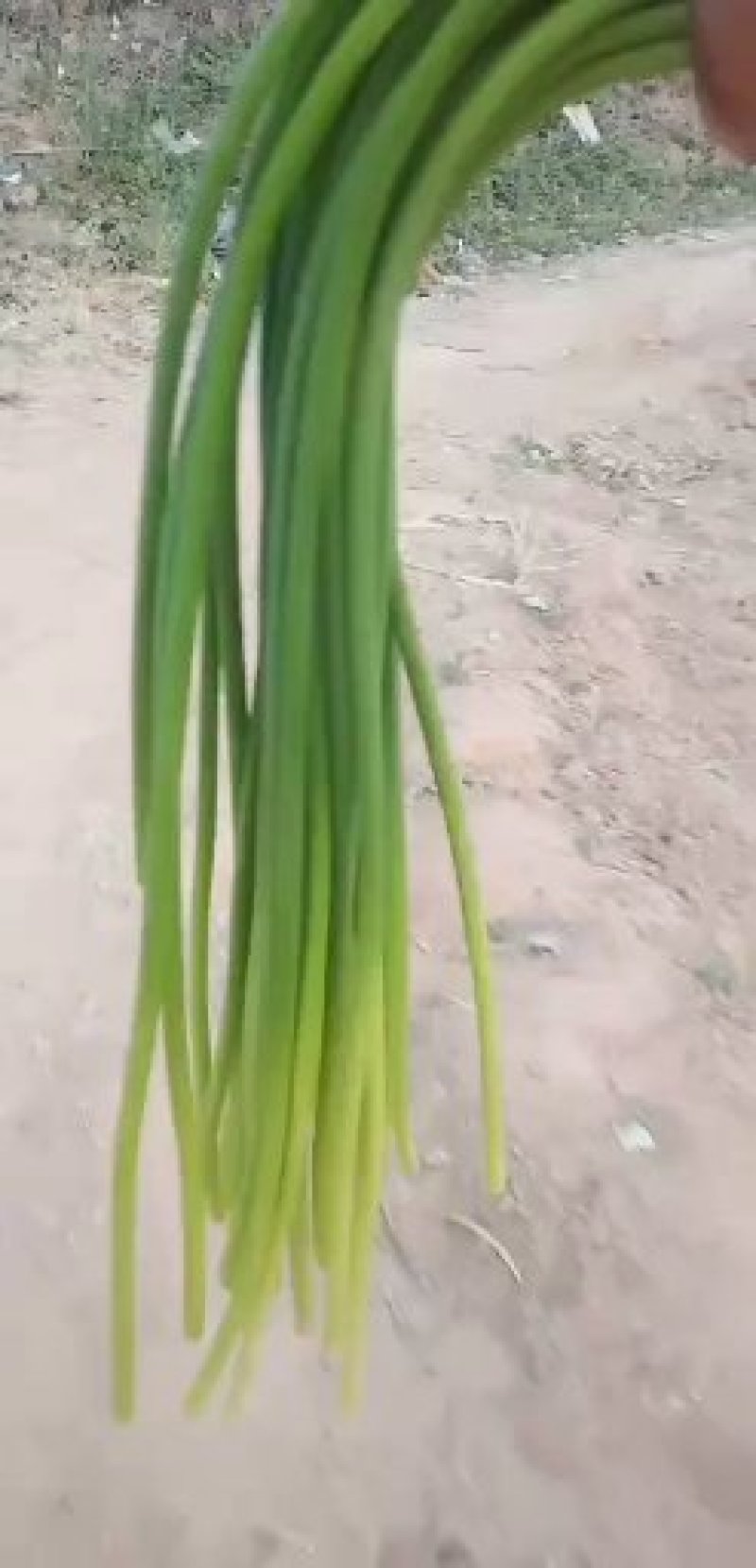 河北邯郸大名蒜薹