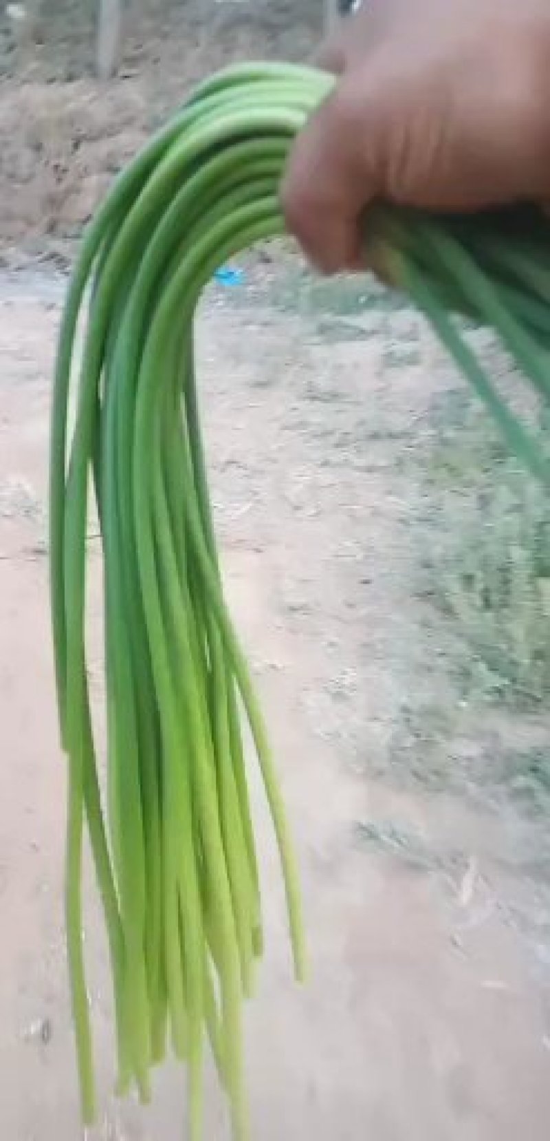 河北邯郸大名蒜薹