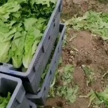 生菜，青菜………………