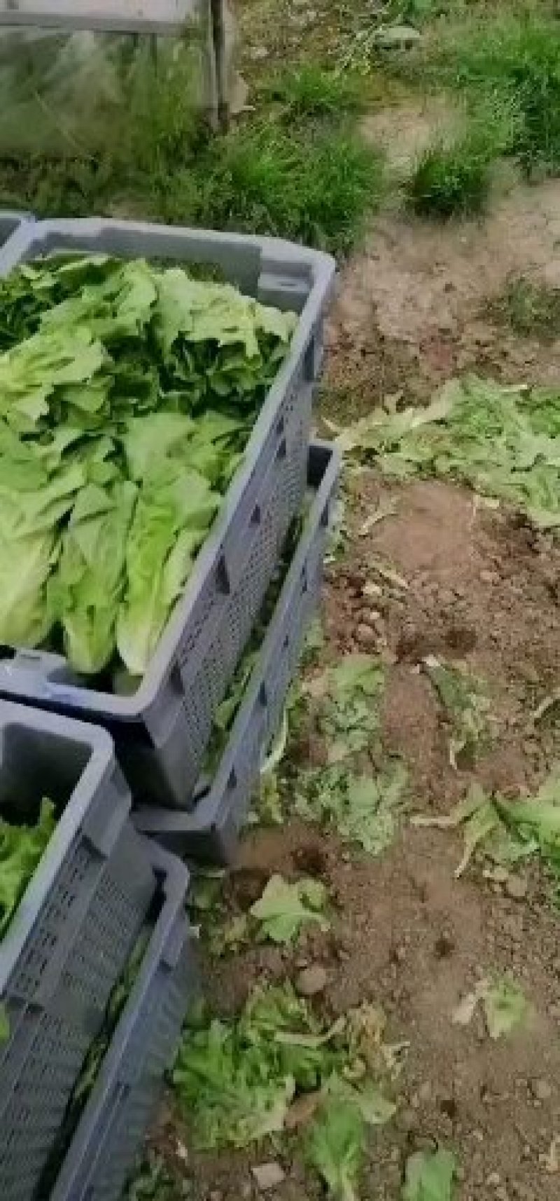 生菜，青菜………………