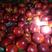 砀山48红皮黄肉油桃预售中，百万亩大棚油桃基地代收代发！