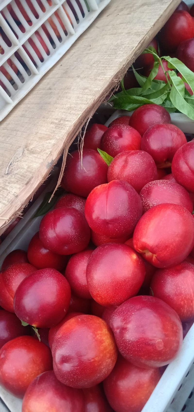 砀山48红皮黄肉油桃预售中，百万亩大棚油桃基地代收代发！