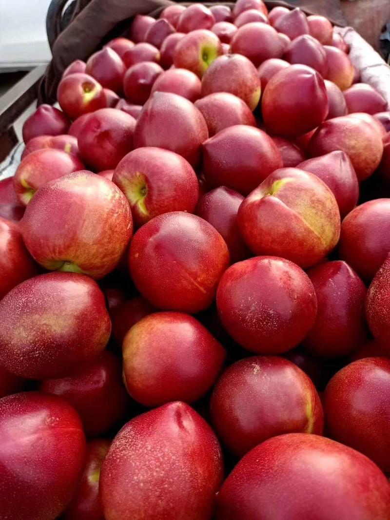 砀山48红皮黄肉油桃预售中，百万亩露地油桃基地代收代发！