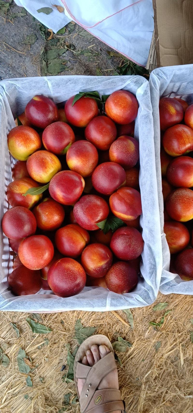 砀山48红皮黄肉油桃预售中，百万亩露地油桃基地代收代发！
