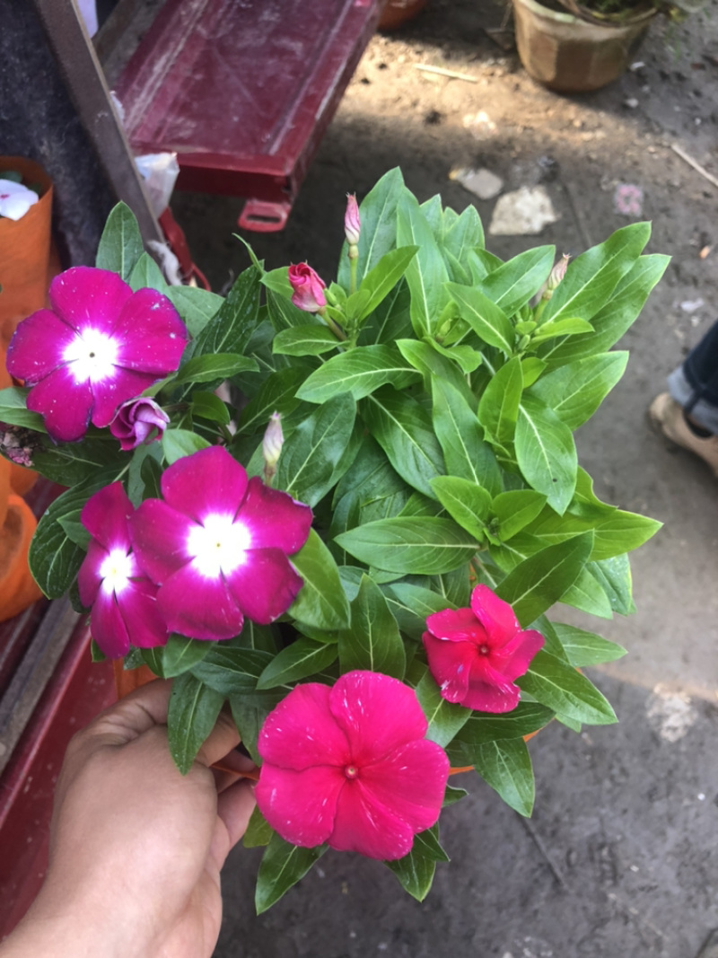 长春花天天开一盆三色草炭土基地出货质优价廉