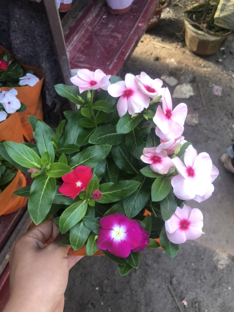 长春花天天开一盆三色草炭土基地出货质优价廉