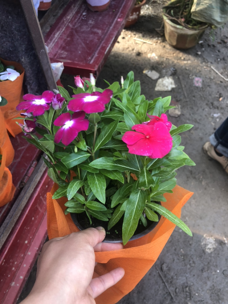 长春花天天开一盆三色草炭土基地出货质优价廉