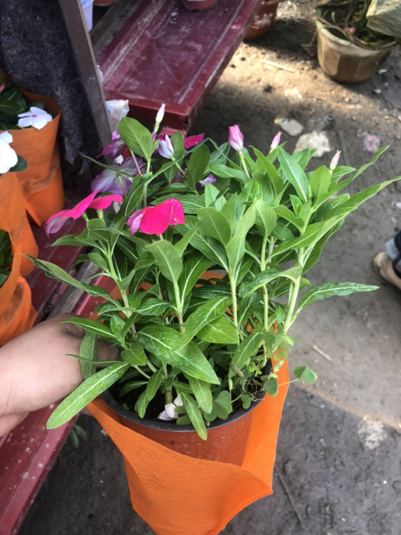 长春花天天开一盆三色草炭土基地出货质优价廉