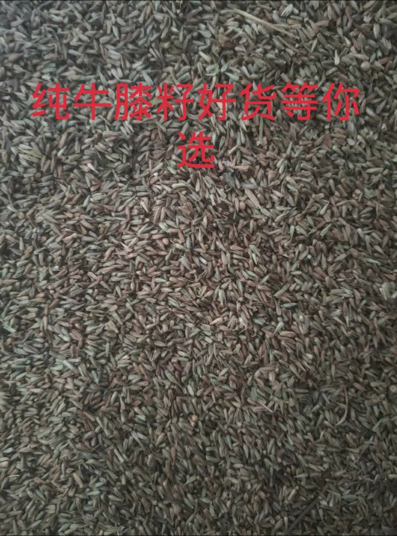 牛膝种子
