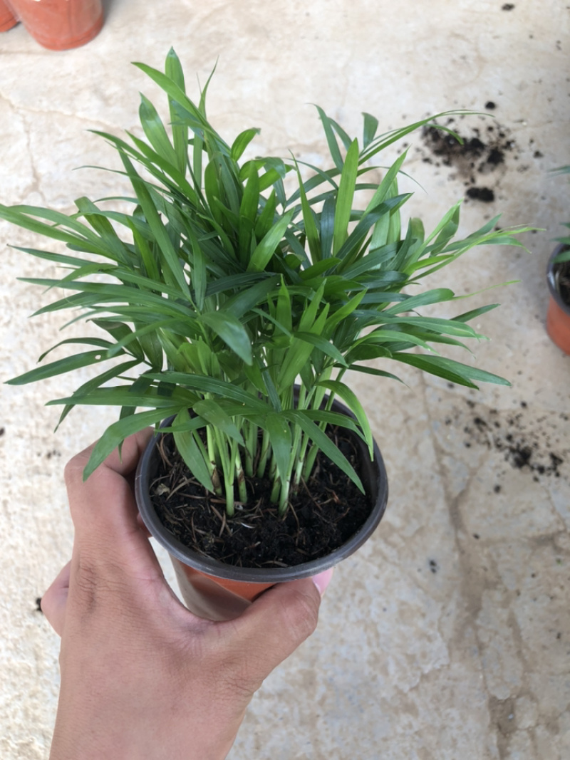 袖珍椰子富贵椰子室内小盆栽青州花卉基地出货