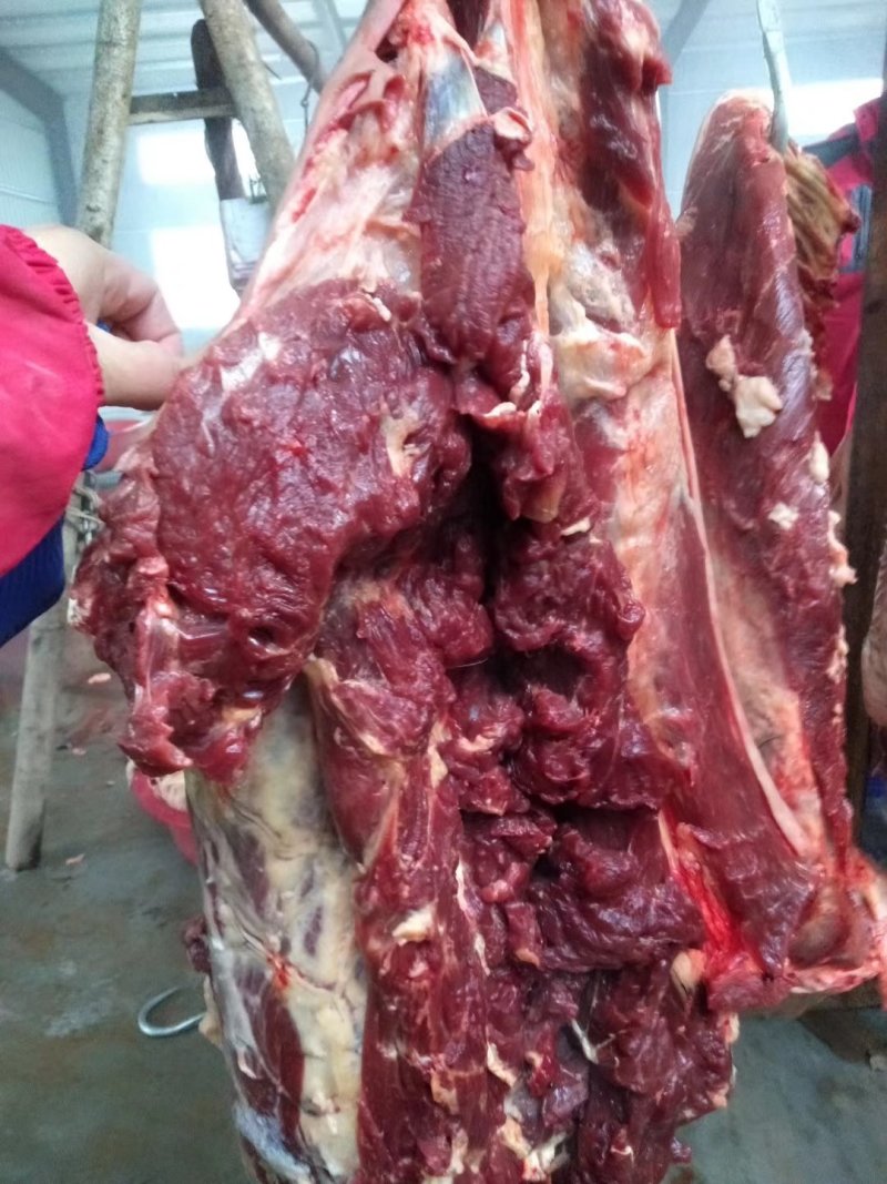 马肉，鲜马肉，现宰马肉，马肉批发