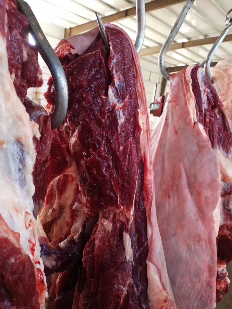 马肉，鲜马肉，现宰马肉，马肉批发