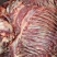 马肉，鲜马肉，现宰马肉，马肉批发