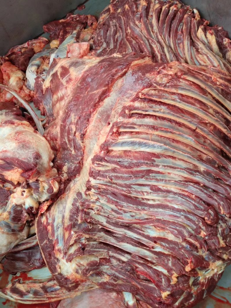 马肉，鲜马肉，现宰马肉，马肉批发