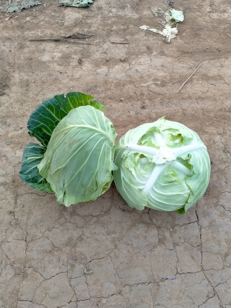 扁包菜春来喜