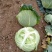 扁包菜春来喜