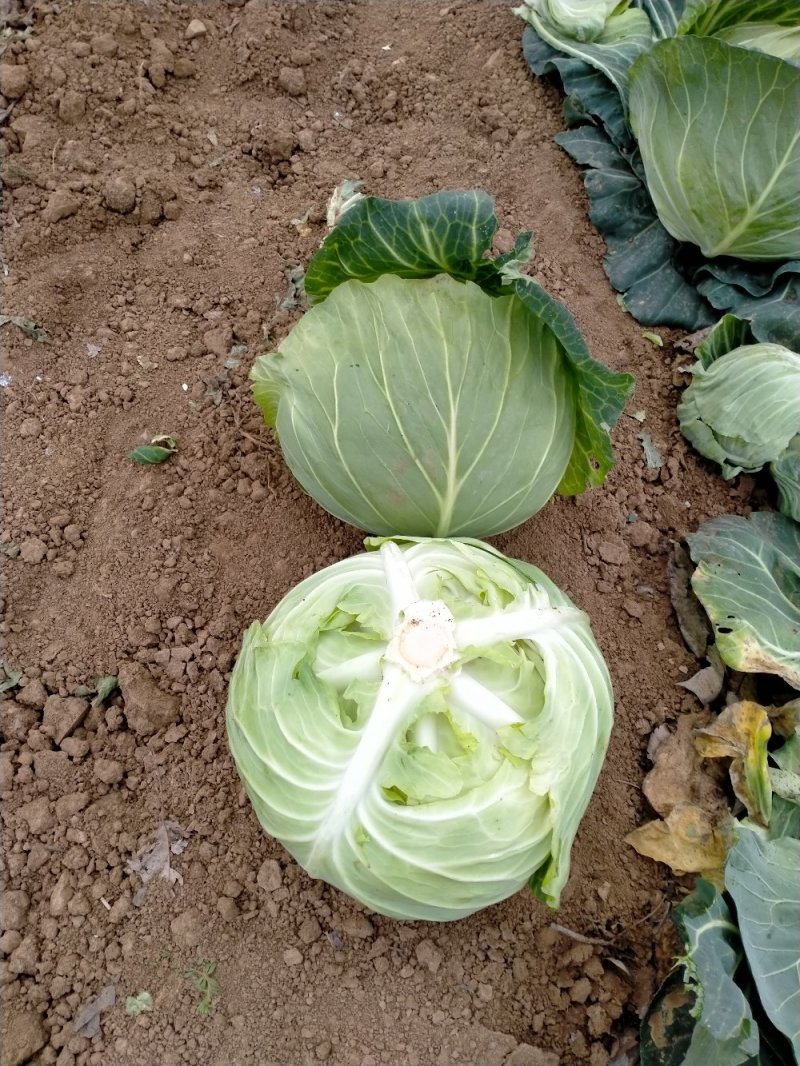扁包菜春来喜